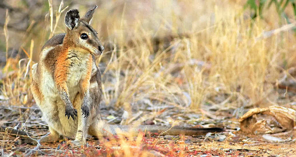 ON THE EDGE: A bridled nailtail wallaby. ON THE EDGE: A bridled nailtail wallaby.
